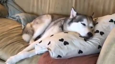 Woman narrates her husky's nap time