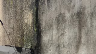 Kitten Climbs A Wall