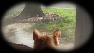 Squirrel!