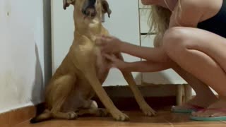 Dog Loves Scratches