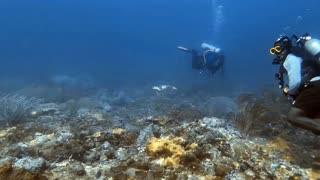 Adorable little baby turtle swims with scuba divers