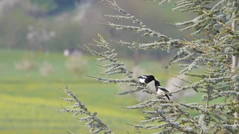 elster-bird-spring