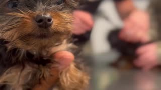 Adorable teacup Yorkie patiently waiting at the vet