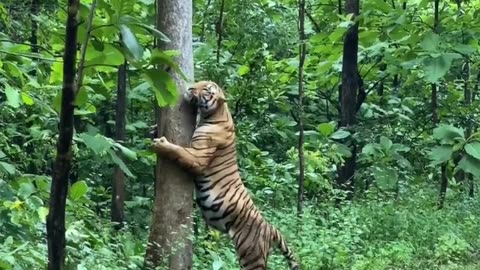 Pench National Park, #India 🇮🇳