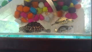 Turtles Feeding