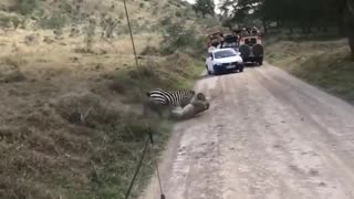 zebra vs lion