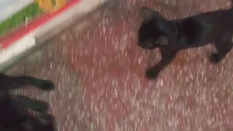 Cats Funny And Dangerious Fighting