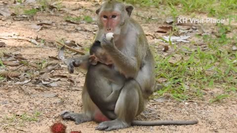 Little monkey want to play with King of monkey | King of monkey so power