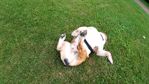 Video of Dog Rolling on the Grass