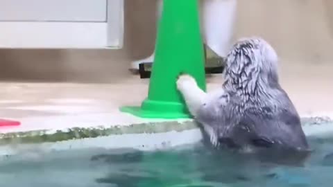 Seal Lends a Helping Fin to Clean the Pool