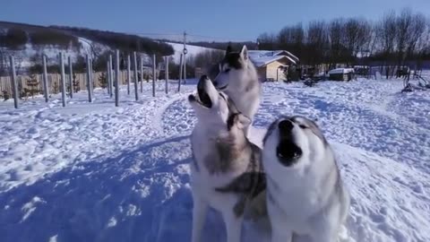 Young puppy husky learn how to howl
