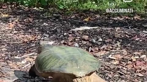 I saved a 2 feet long snapping tortoise from being killed