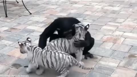 Incredible story of friendship between a chimpanzee and a tiger