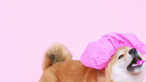 Cute Dog With a Shower Cap and Biting a Toothbrush