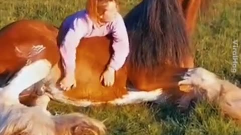 Funny Horse Videos