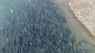 Fish Congregate Along Alaskan Shore