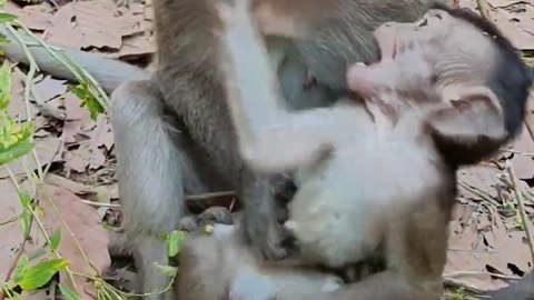 Small adorable little monkey play with mom 😍😍