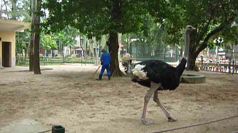 Haughty Ostriches In The Zoo