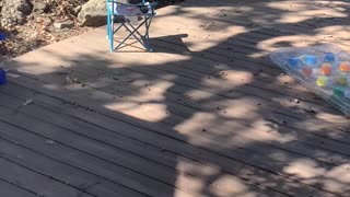 Bobcat taking a bath