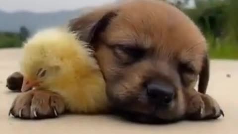 Playing Dog with Duck_Funny Dogs Videos 🐶