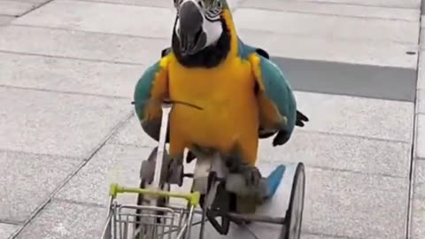 The big blue parrot learns to ride a bike well