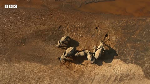 Elephants Dig Wells To Find Water