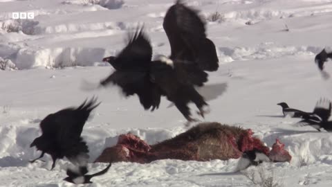 Animals Fight To Survive the Harsh Winter Yellowstone BBC Earth