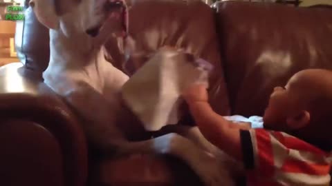 Funny babies Laughing hysterical at dogs complete!!!!!!!!!!.......?????????