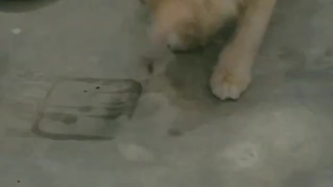 Turkish Angora Funny Cat Milo Caught Australian plague locust and Playing (Funny) 🤣🤣