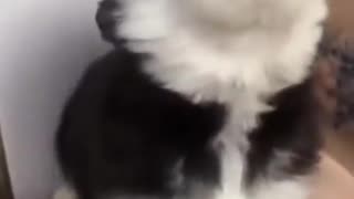 Huskies puppy howls so cute