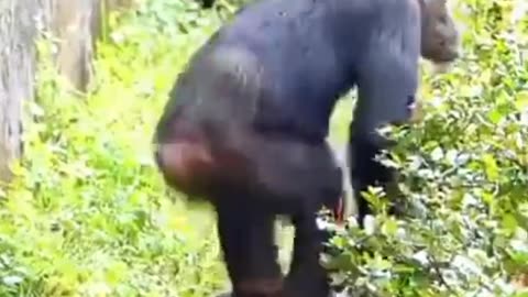 Chimpanzee playing on the zoo garden
