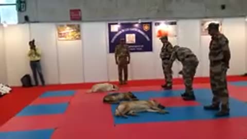 CIF DOG trenign indian dog 🐶🐶🐶🐶🐕🐕🐶🐶🐶🐕🐕