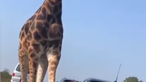 Giraffe walking in traffic jams