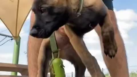 Smart Dog Training Video 🐶 | Dog Training Tricks 🐕 | Dog Training 🐾 | #shorts # dog #dogtraning