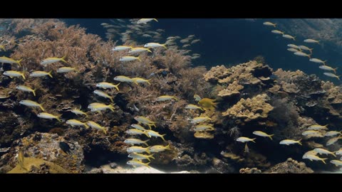 Diving ANDAMAN SEA - Thailand - Underwater Video