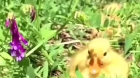 Cute Baby Ducks OMG They Are Too Cute