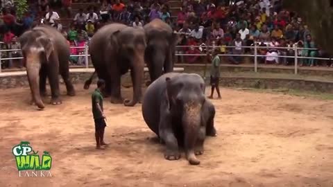 Elephant dancing in dehiwala zoo srilanka