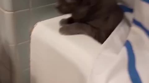 Funny cat move