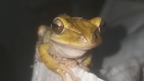 golden frog videos