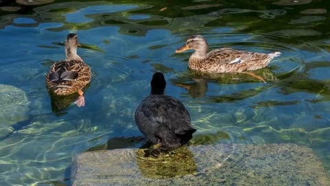 The Duck Coot A Close Look at Its Plumage