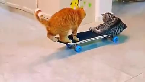 cats are enjoying funny short # funny dogs and cats # shorts