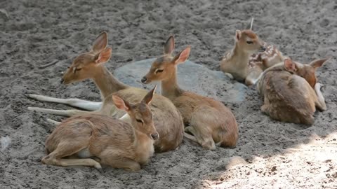 One deer eating grass while other deer resting peacefully.