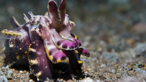 Cuttlefish Camouflage