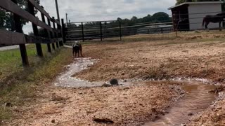 Cattle Dog Herds Water