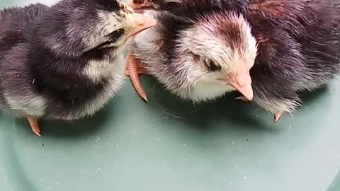 four newly hatched chicks