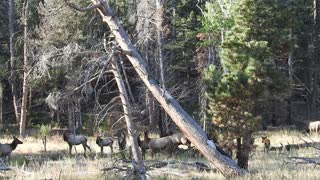 Elk in rut in Rocky Mountain National Park