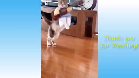 Top Funny Cat Videos Of The Weekly - Try Not To Laugh