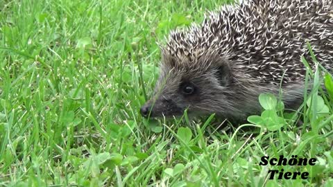 Wild hedgehog wild