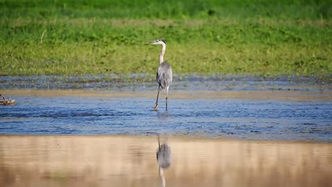THE Great Blue Heron Bird Wading Heron River Water