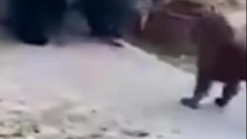tibetan mastiff dog attack bear